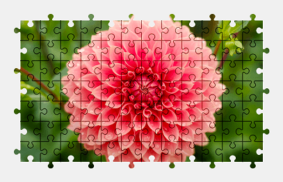 Jigsaw puzzle online dahlia,flower,nature,colorful