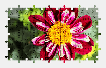 Jigsaw puzzle online dahlia,flower,nature,colorful