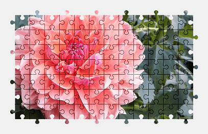 Jigsaw puzzle online dahlia,flower,garden,nature,colorful,pink