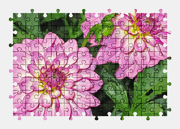 Jigsaw puzzle online dahlia,garden,pink,flower,nature,colorful