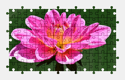 Jigsaw puzzle online pink,dahlia,flower,blossom,bloom,nature,colorful