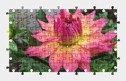 Jigsaw puzzle online dahlia,garden,flower,nature,colorful