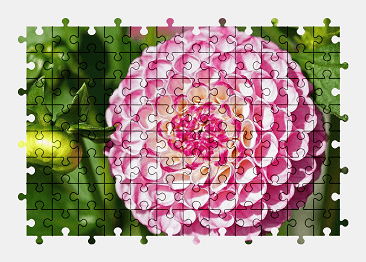 Jigsaw puzzle online pink,dahlia,flower,nature,colorful