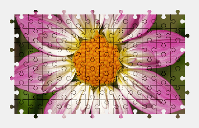 Jigsaw puzzle online dahlia,pink,flower,blossom,bloom,color,nature,colorful
