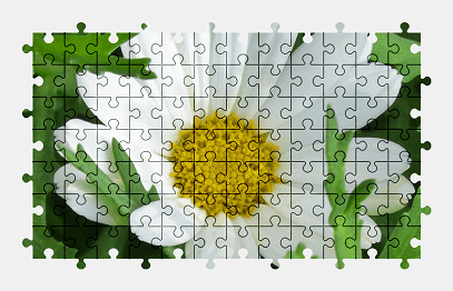 Jigsaw puzzle online daisy,flower,nature,colorful