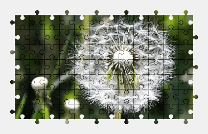 Jigsaw puzzle online dandelion,plant,flower,nature