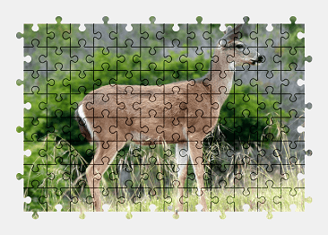 Jigsaw puzzle online deer,animal,nature