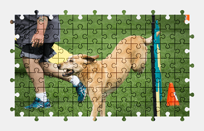 Jigsaw puzzle online dog,animal,colorful