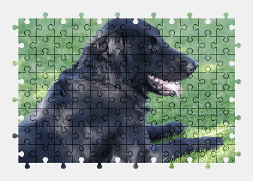 Jigsaw puzzle online dog,animal