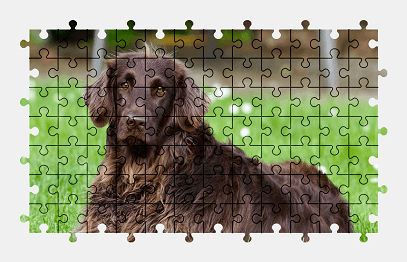 Jigsaw puzzle online dog,animal,colorful