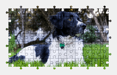 Jigsaw puzzle online dog,animal,pet,colorful