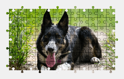 Jigsaw puzzle online dog,animal,colorful