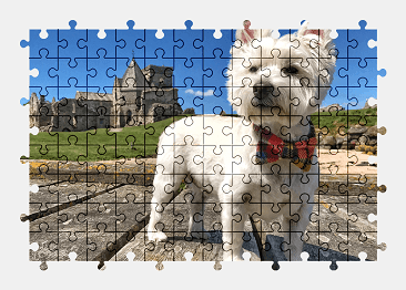 Jigsaw puzzle online white,cute,dog,pet,animal,colorful