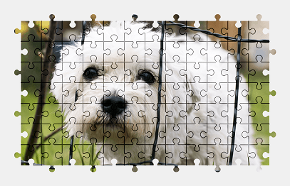 Jigsaw puzzle online white,dog,pet,animal,colorful