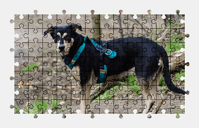 Jigsaw puzzle online dog,animal