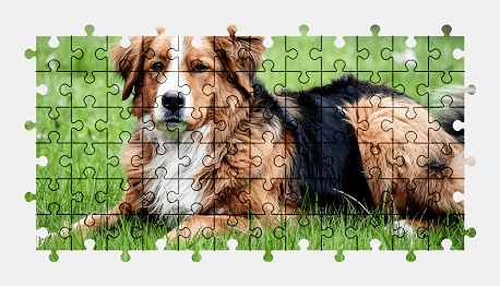 Jigsaw puzzle online dog,animal,colorful