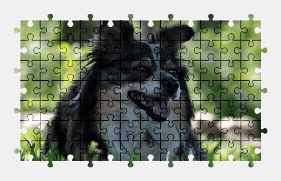 Jigsaw puzzle online dog,animal,nature