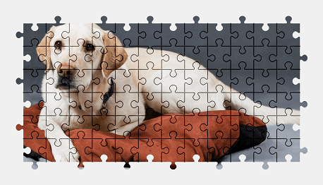 Jigsaw puzzle online golden-retriever,dog,animal,pet,colorful