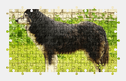 Jigsaw puzzle online dog,animal,pet,border-collie