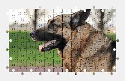 Jigsaw puzzle online german-shepherd,dog,animal,colorful
