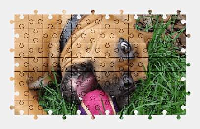 Jigsaw puzzle online dog,animal,pet,grass,colorful,ball