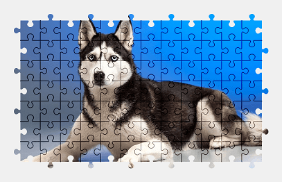 Jigsaw puzzle online husky,dog,animal,colorful