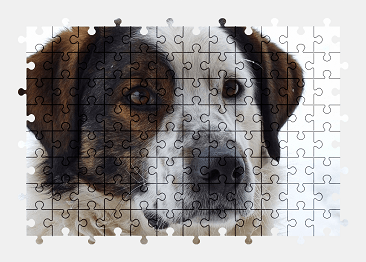 Jigsaw puzzle online dog,animal,pet