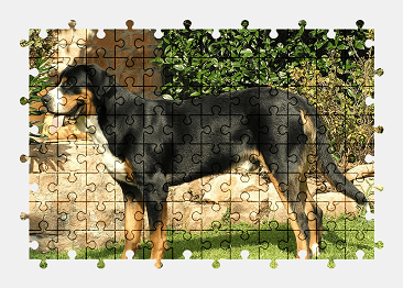 Jigsaw puzzle online dog,animal