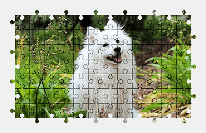 Jigsaw puzzle online white,dog,animal,cute,pet,colorful