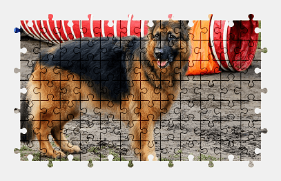 Jigsaw puzzle online german-shepherd,animal,dog,pet,colorful,sport