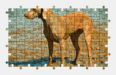 Jigsaw puzzle online dog,animal,pet,water