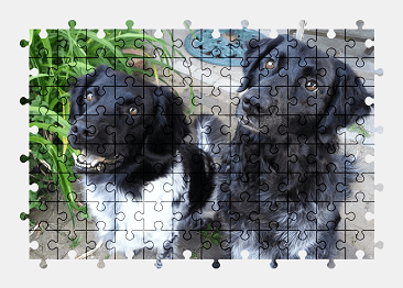 Jigsaw puzzle online dog,animal,pet,colorful