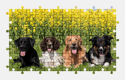 Jigsaw puzzle online dog,animal,nature,colorful