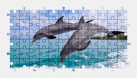 Jigsaw puzzle online dolphin,animal,nature,water,colorful