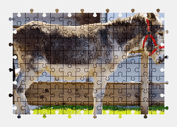 Jigsaw puzzle online donkey,animal,nature