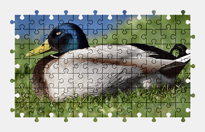 Jigsaw puzzle online duck,bird,animal