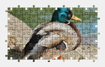 Jigsaw puzzle online duck,animal,bird