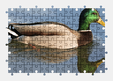 Jigsaw puzzle online duck,animal,bird