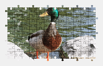 Jigsaw puzzle online mallard,duck,bird,animal,nature,colorful