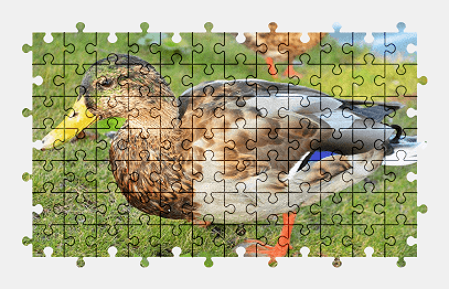 Jigsaw puzzle online duck,bird,animal,colorful