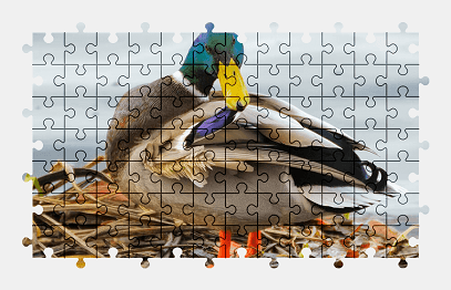 Jigsaw puzzle online mallard,duck,animal,bird,colorful