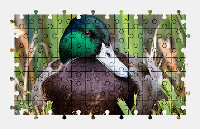 Jigsaw puzzle online duck,bird,animal,nature,colorful