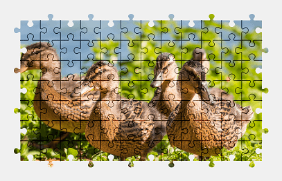 Jigsaw puzzle online duck,bird,animal,colorful