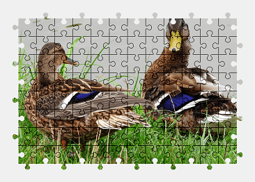 Jigsaw puzzle online duck,bird,animal