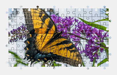 Jigsaw puzzle online butterfly,animal,colorful,flower