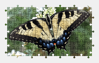 Jigsaw puzzle online butterfly,animal,nature