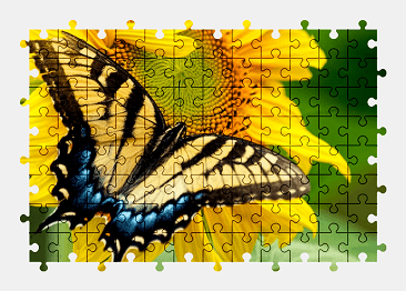Jigsaw puzzle online butterfly,flower,sunflower,colorful,animal,nature