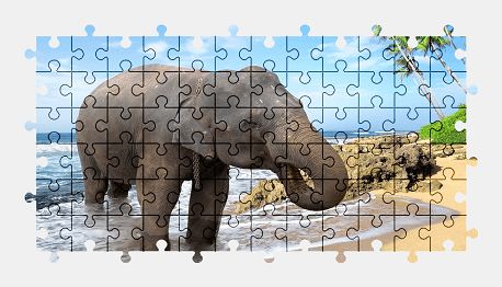 Jigsaw puzzle online elephant,beach,animal,colorful