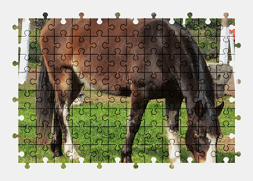 Jigsaw puzzle online horse,animal,grass