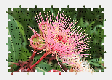 Jigsaw puzzle online pink,flower,australia,nature